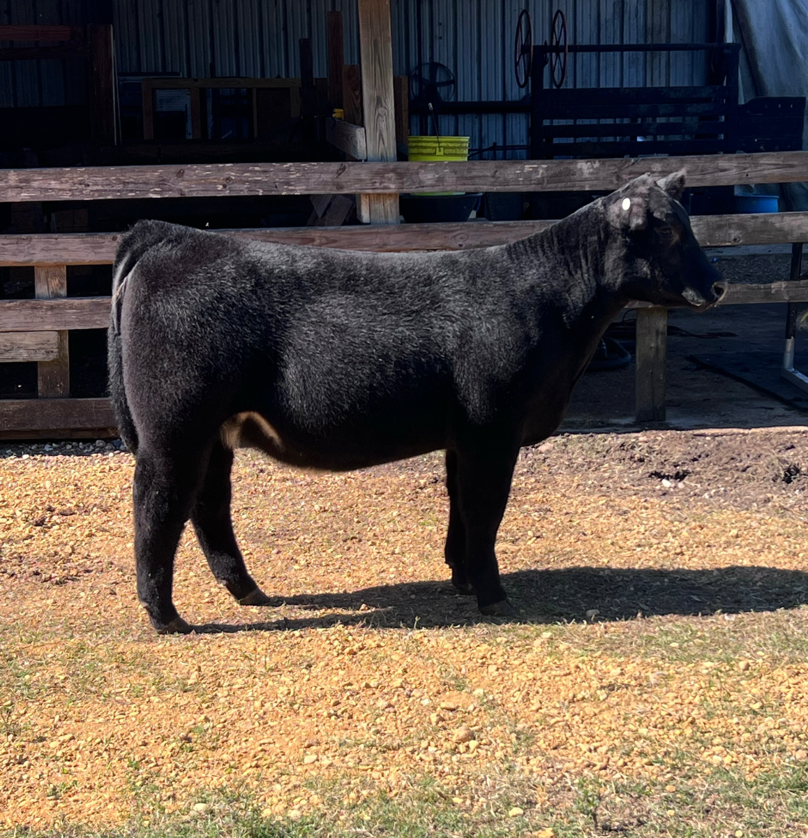 March Halfblood Maine Heifer — Maine-Anjou cattle — Bloodlines