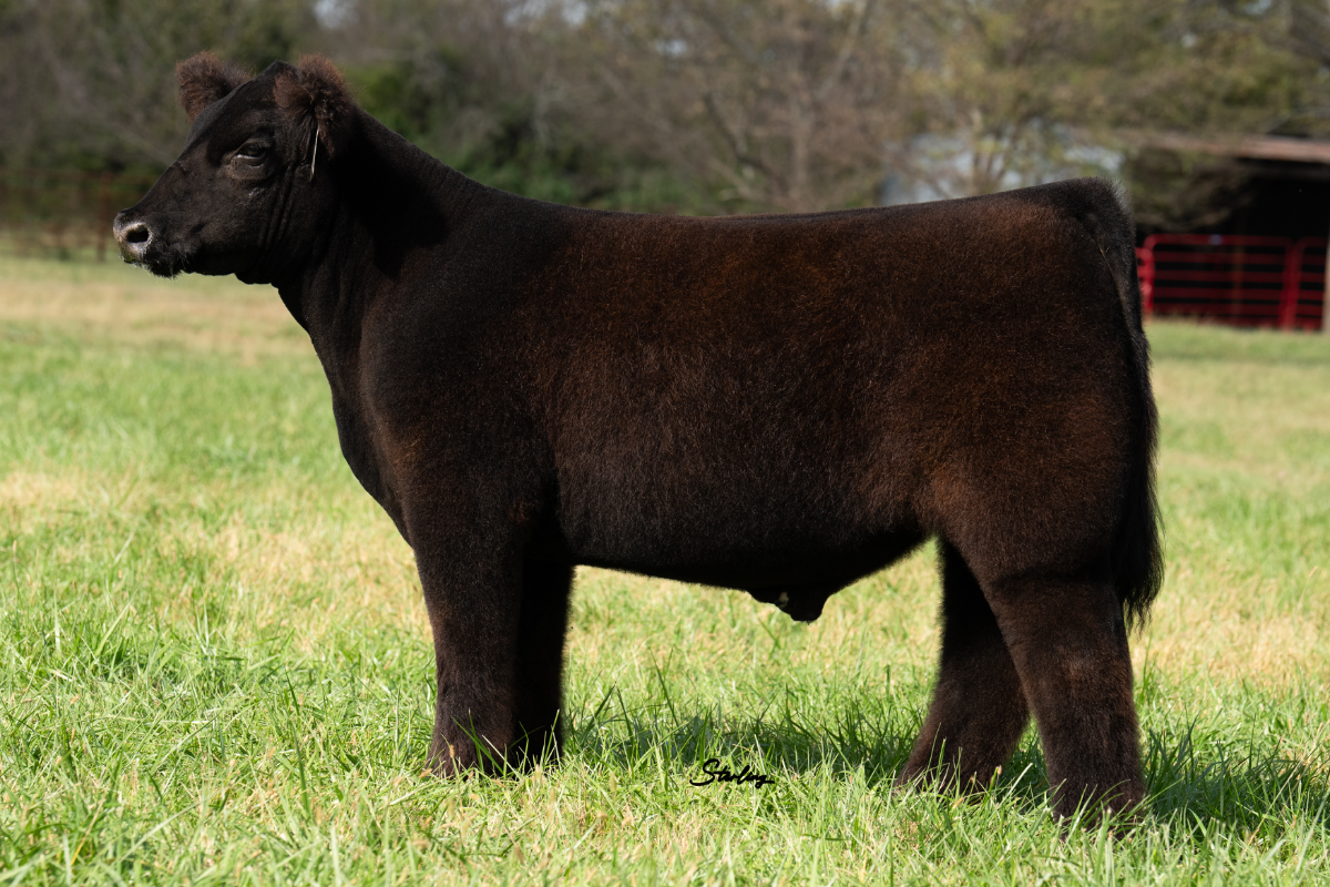 Tag 61 Steer — Chianina cattle — Bloodlines